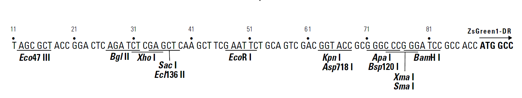 pZsGreen1-DR 多克隆位点 点击看大图 pZsGreen1-DR 多克隆位点
